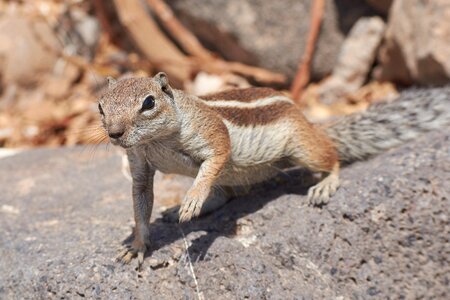 Rodent close up cute