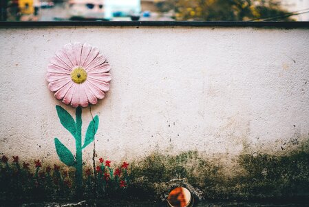 Bloom garden plant