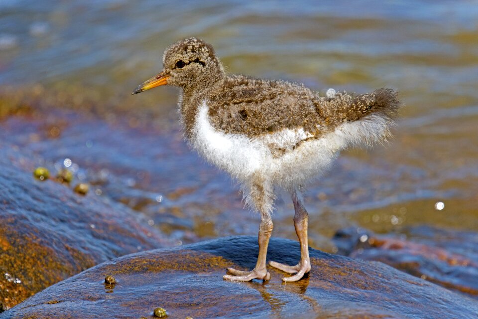 Limicoline north sea wader