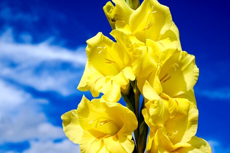 Bloom bloom bright
