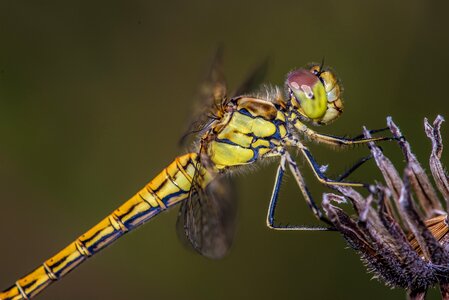 Insect close up yellow dragonfly