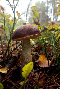 Mushroom picking close up nature photo