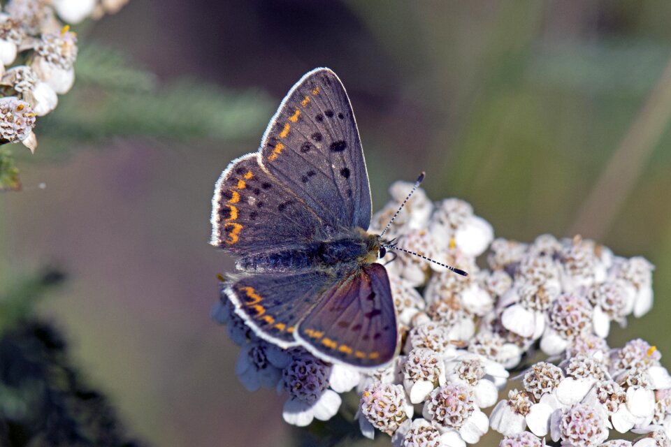 Brauner feuerfalter butterflies butterfly