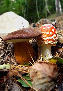 Forest mushroom picking close up photo
