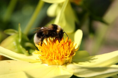 Hummel bumblebee bourdon