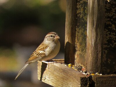 Brown and gray wildlife cute photo