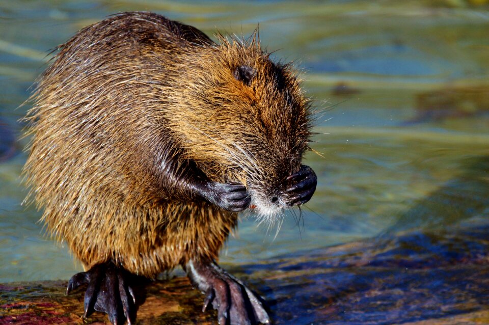 Species of rodent waters animal