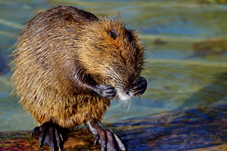 Species of rodent waters animal