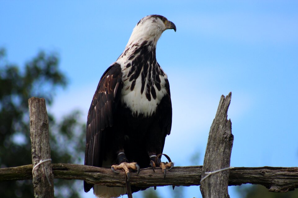 Predator nature flying