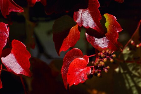 Autumn leaf red