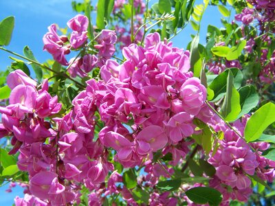 Lilac-pink spring nature photo