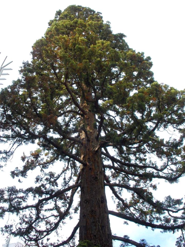 Vitoria - Secuoya gigante 4