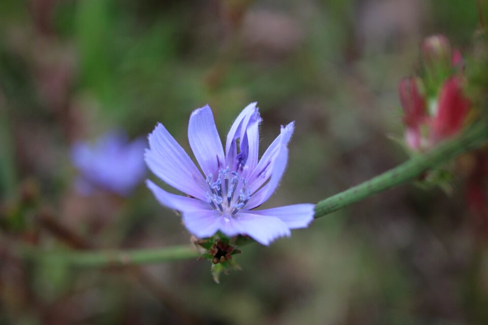 Purple flower spring purple daisy