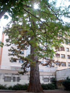 Vitoria - Secuoya gigante 1