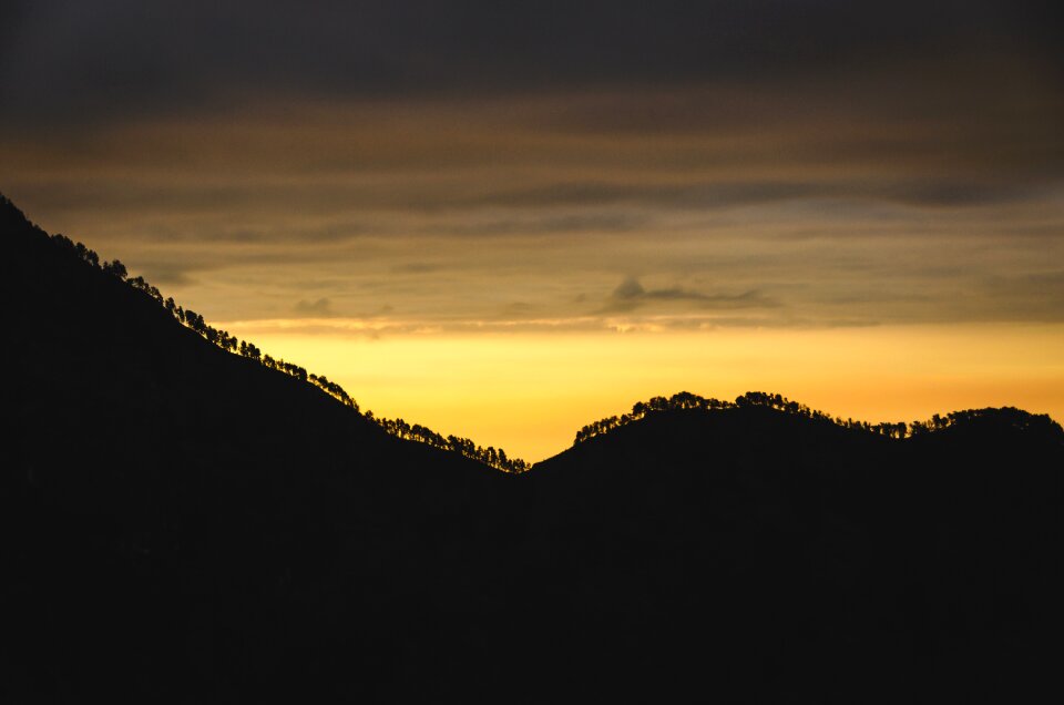 Trees sunset silhouette