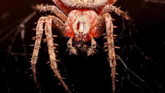 Insect bespozvonochnoe spooky