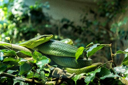 Reptile terrarium green photo