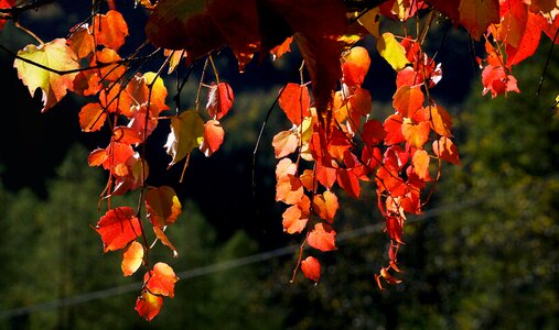 Autumn leaf red photo