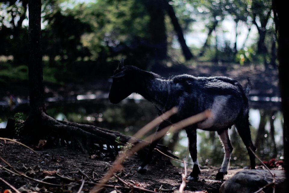 Nature sheep livestock