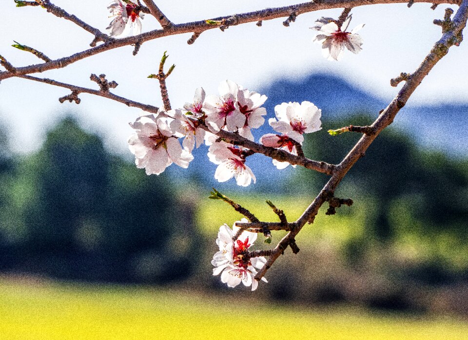 Cherry nature outdoors