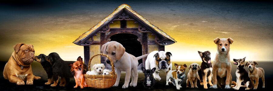 Dog kennel cute puppy family