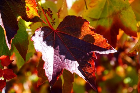 Autumn leaf red photo