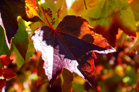 Autumn leaf red