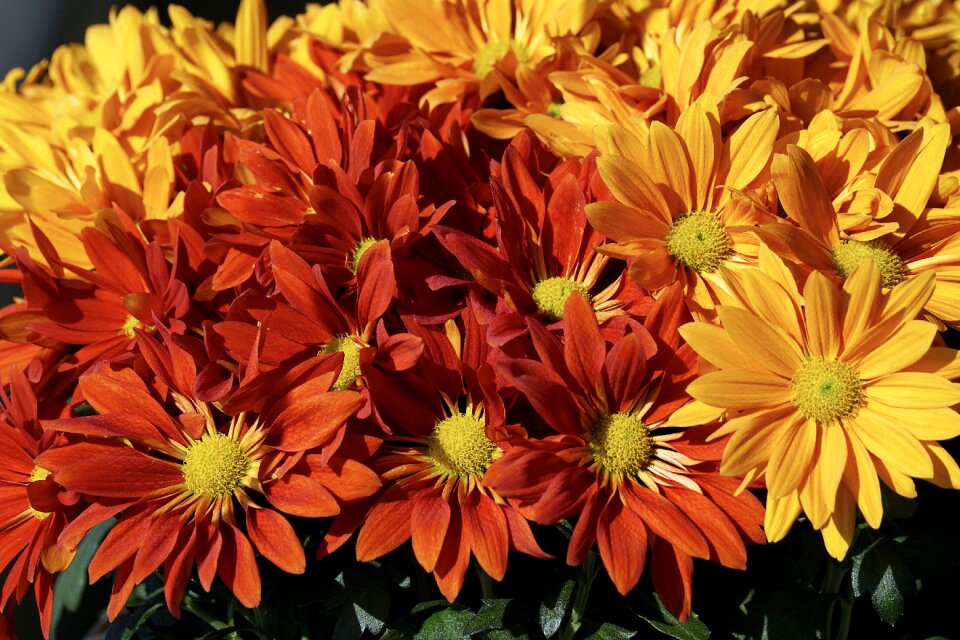 Flowers blossom bloom