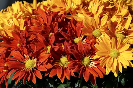 Flowers blossom bloom