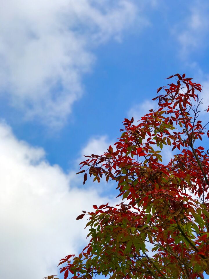 Autumn leaves autumn red