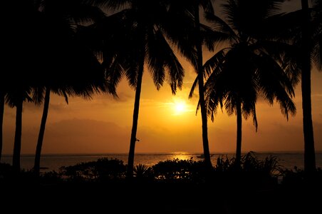Palm sun palm trees photo