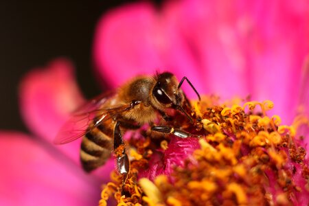 Insect pollen honey