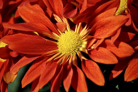 Fall asters nature red