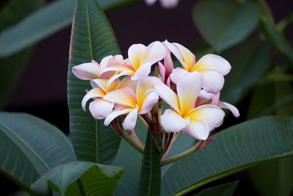 Nature spring blossom