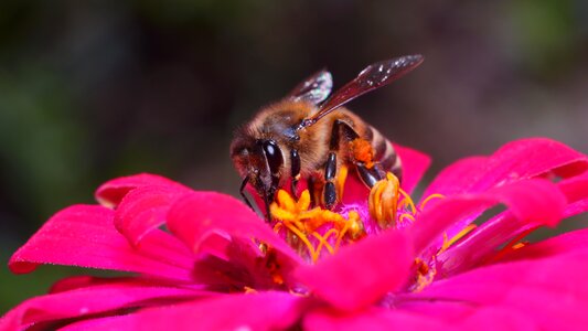 Bee outdoors honey photo