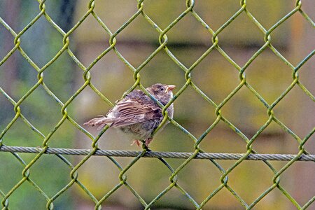 Wire mesh fence sperling sparrow
