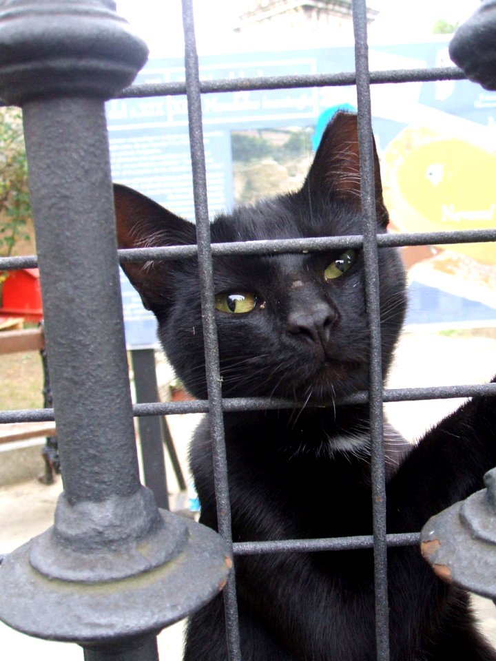 Vitoria - Antiguo refugio de gatos del Casco Histórico, en el Campillo 04