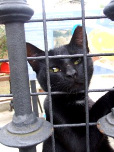 Vitoria - Antiguo refugio de gatos del Casco Histórico, en el Campillo 04