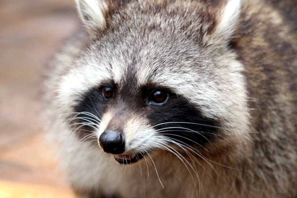 Animal furry north america