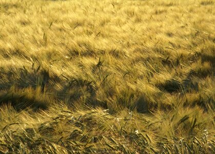 Growth field wheat