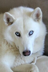 White blue eyes blue photo