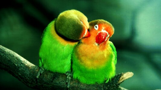 Nature tropical animalia