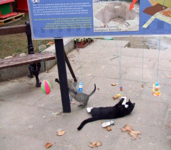 Vitoria - Antiguo refugio de gatos del Casco Histórico, en el Campillo 06