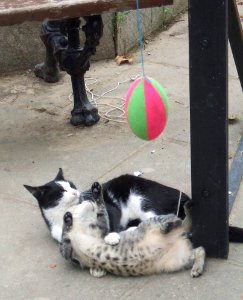 Vitoria - Antiguo refugio de gatos del Casco Histórico, en el Campillo 03