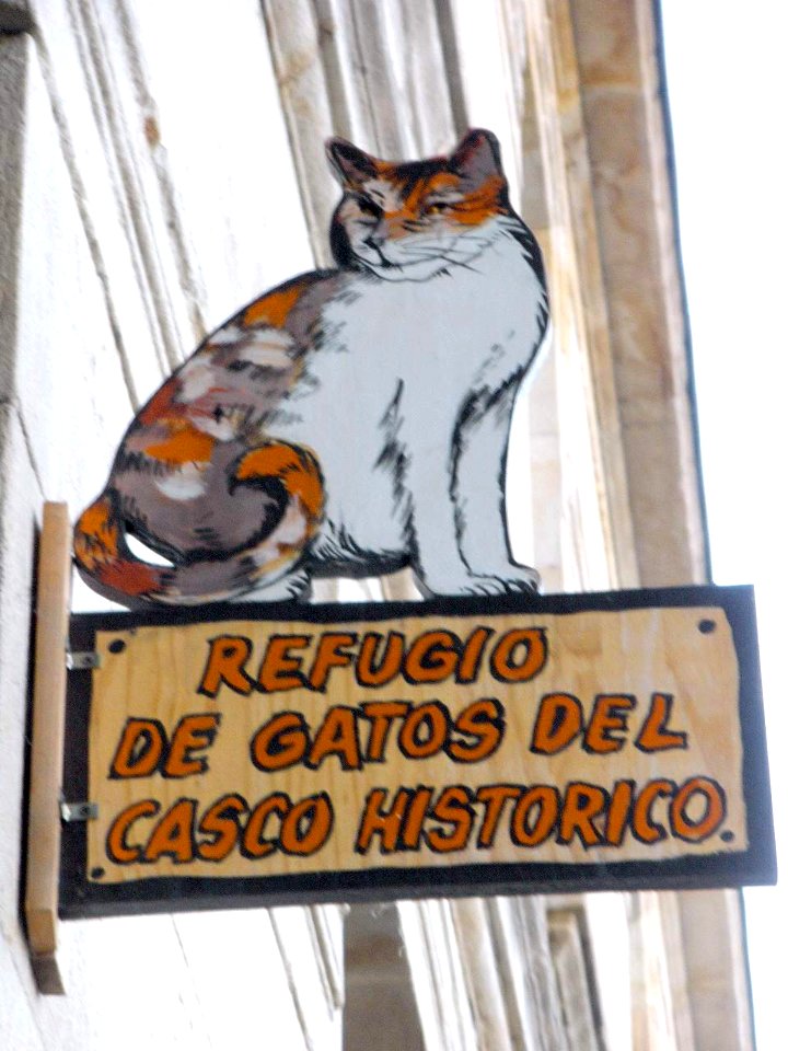 Vitoria - Antiguo refugio de gatos del Casco Histórico, en el Campillo 02