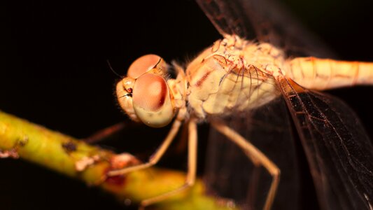 Bespozvonochnoe living nature dragonfly