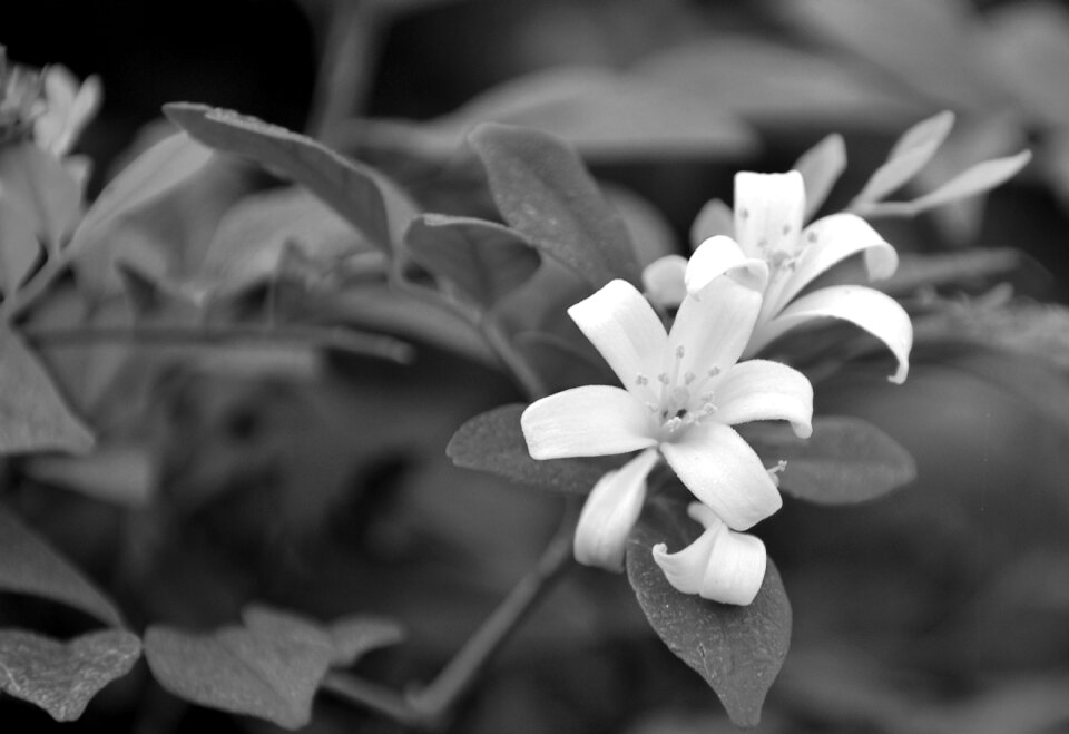 Vine monochrome black and white photo