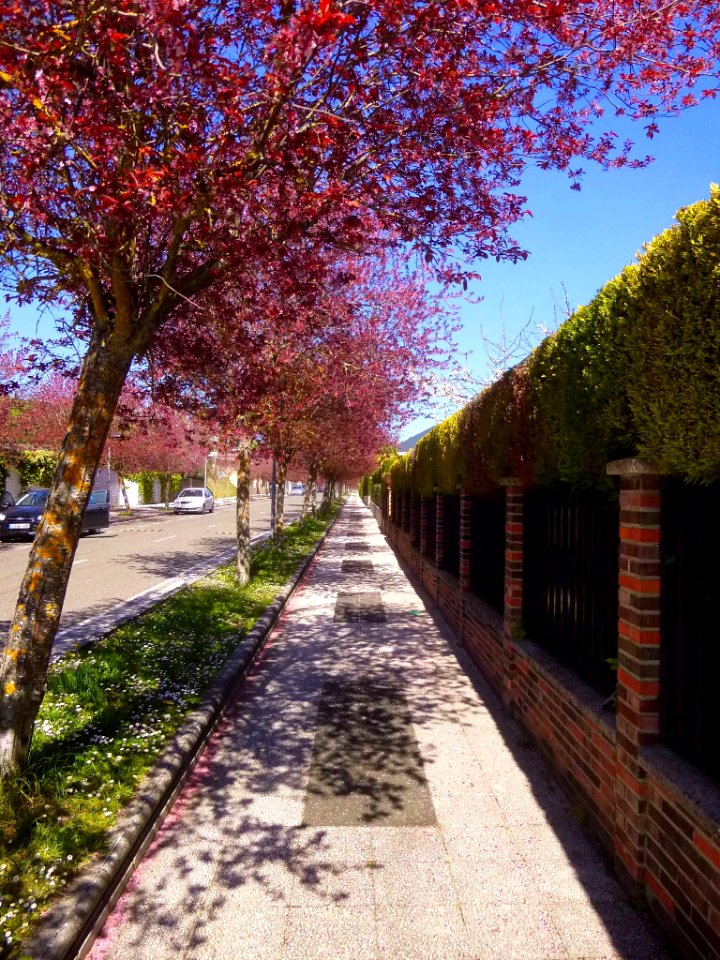 Vitoria - Armentia, primavera de 2019 (2)
