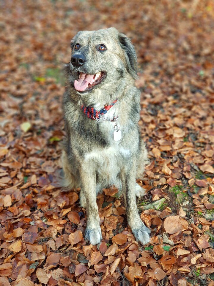 Forest leaves australia shepherd