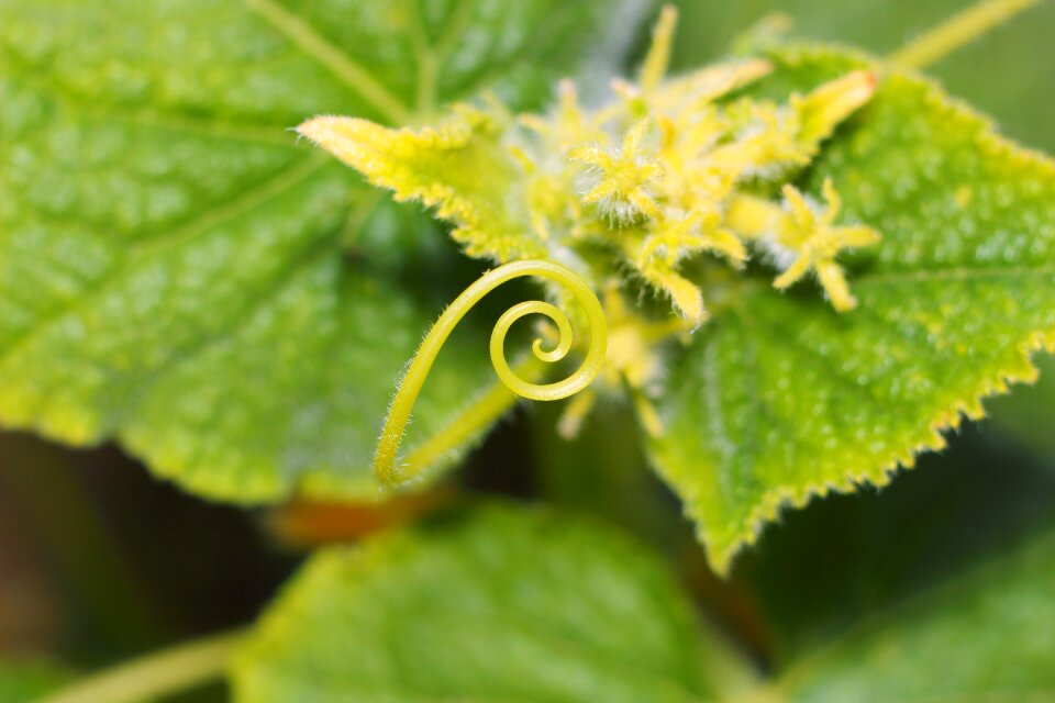 Plant shoots summer